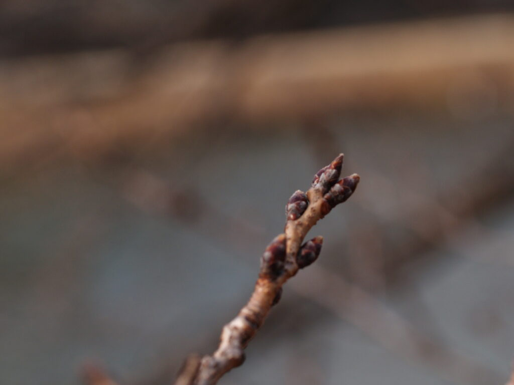Zuiko Digital 50mm F2.0 Macro X E-300で撮影した桜のつぼみ