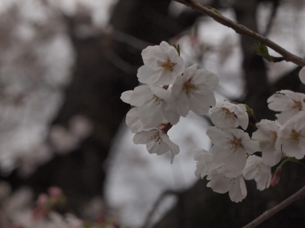 ZUIKO DIGITAL 50mm F2.0 X E-PL1で撮影した桜のクローズアップ