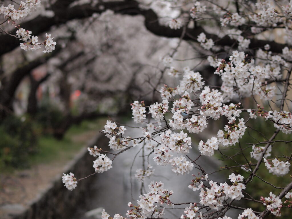ZUIKO DIGITAL 50mm F2.0 X E-PL1で撮影した桜と水路の遠景