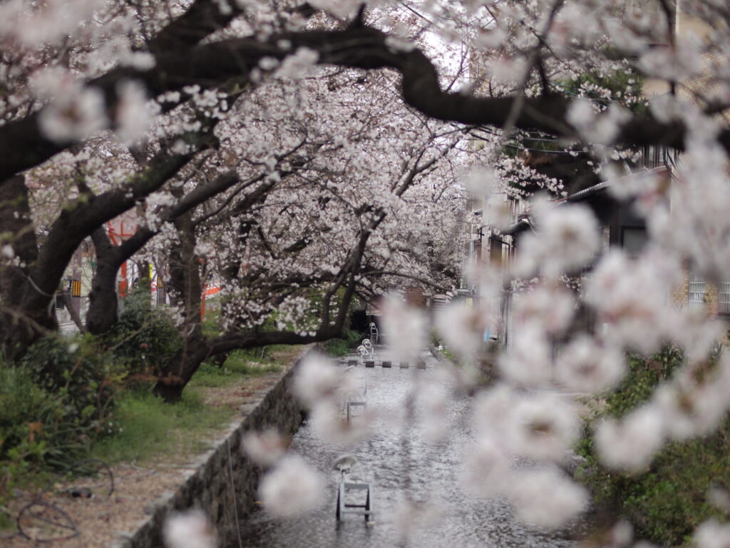 ZUIKO DIGITAL 50mm F2.0 X E-PL1で撮影した桜の前ボケ作例|手前の花びらがふんわりかぶる柔らかな構図