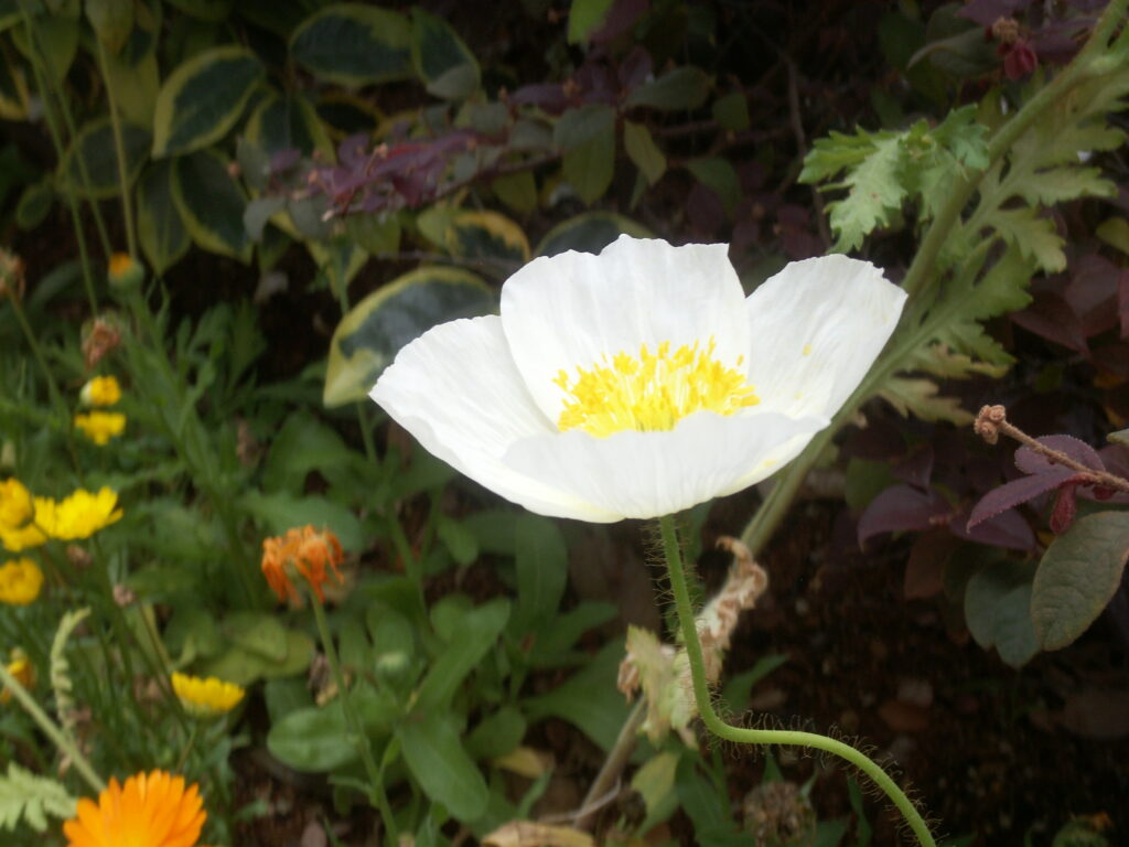 DimageX1
